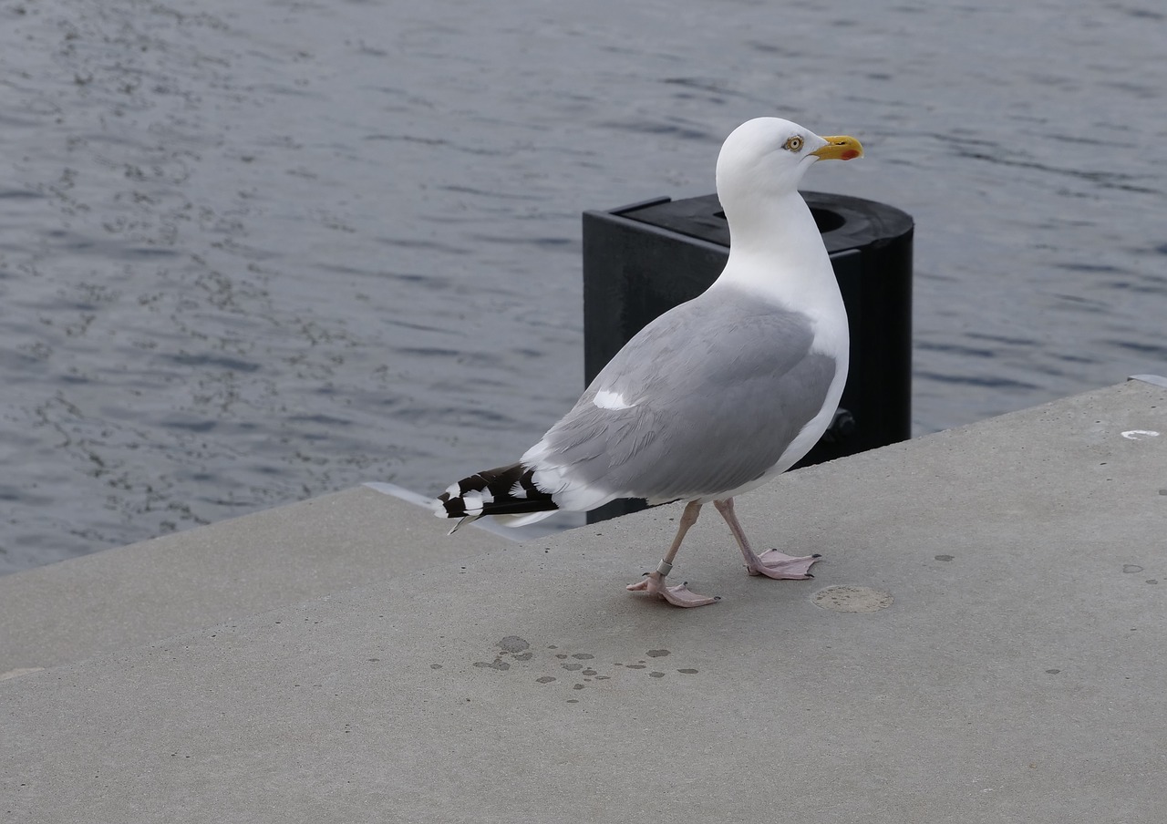 Kirai,  Paukščiai,  Vandens,  Gyvūnai,  Vanduo Paukštis,  Schwimmvogel,  Paukštis,  Gyvūnijos Pasaulyje, Nemokamos Nuotraukos,  Nemokama Licenzija