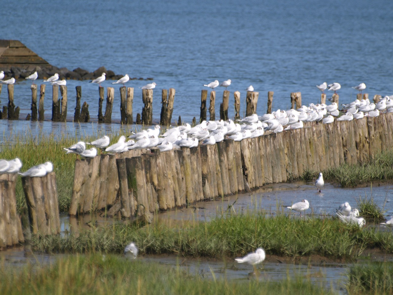 Kaukolės, Wadden Jūra, Potvyniai, Šiaurės Jūra, Rytinė Frisia, Kranto, Atsipalaiduoti, Nemokamos Nuotraukos,  Nemokama Licenzija