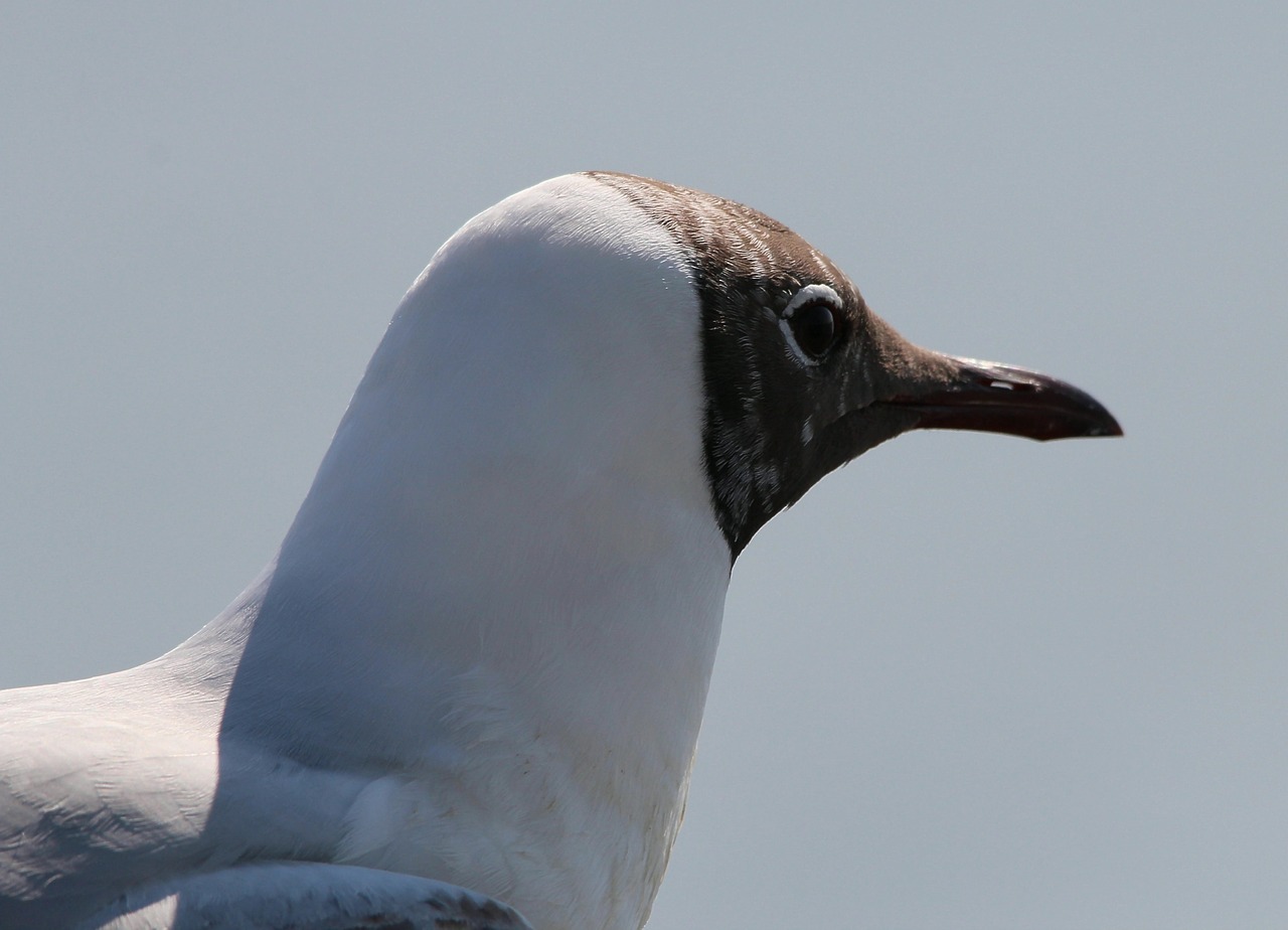 Kaukolės, Juodoji Galva, Chroicocephalus Ridibundus, Rūšis, Čilių Rūšys, Vandens Paukštis, Gyvūnai, Nemokamos Nuotraukos,  Nemokama Licenzija