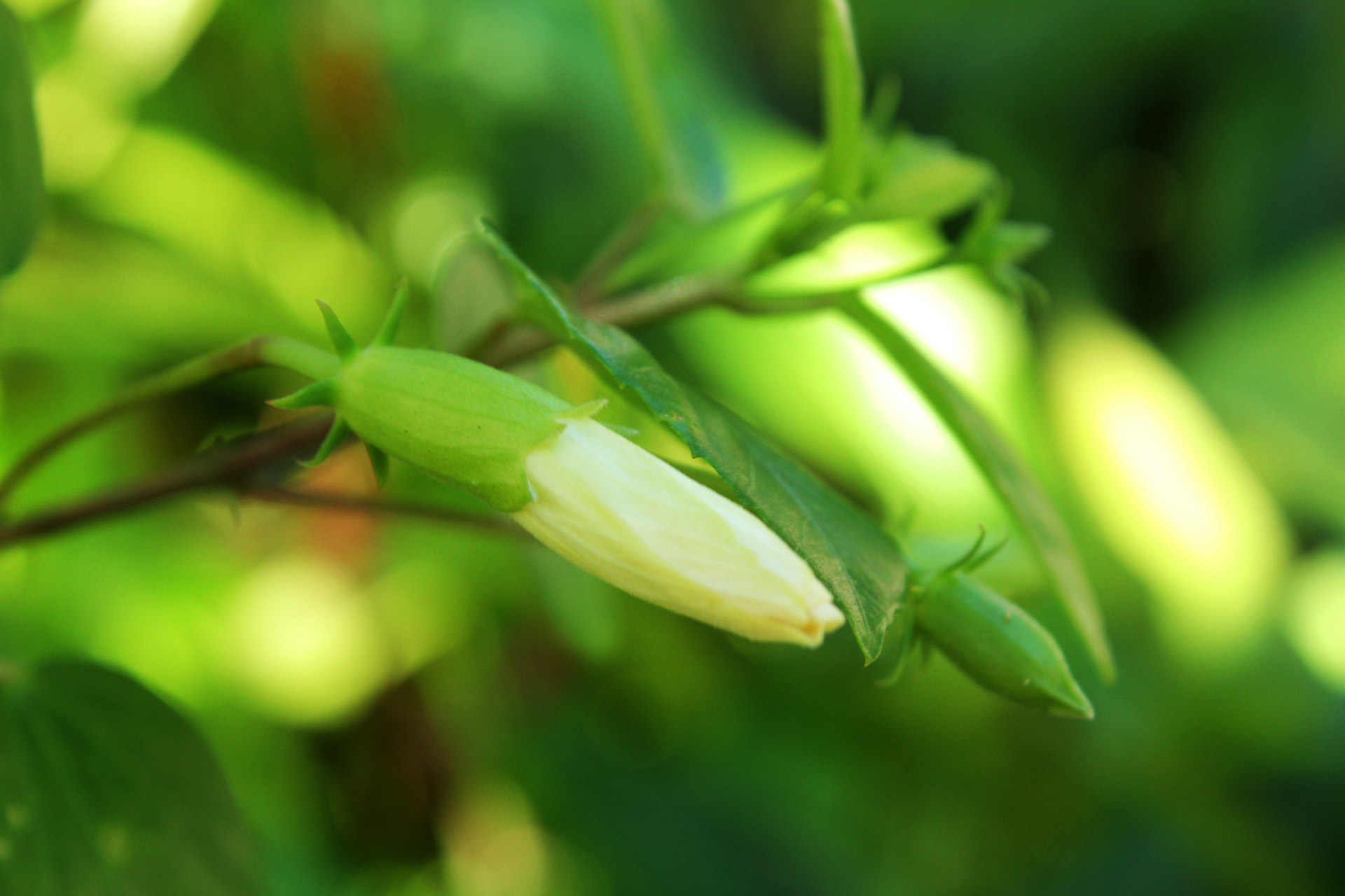 Gumamela,  Fonas,  Gėlė,  Gėlių & Nbsp,  Gėlių & Nbsp,  Pumpurai,  Gumaiela Bud, Nemokamos Nuotraukos,  Nemokama Licenzija