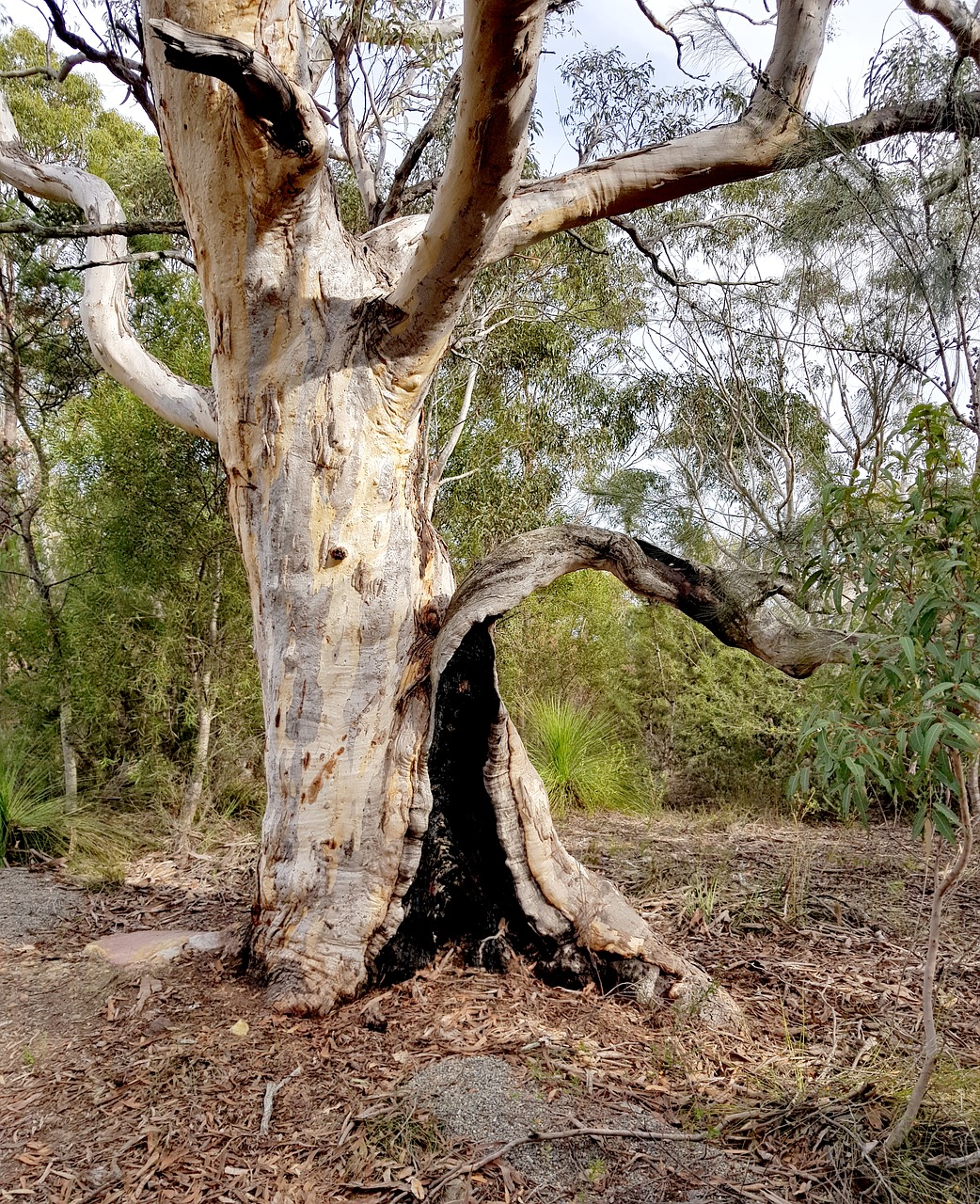 Gumtree,  Australija,  Krūmas,  Eukalipto,  Natūralus,  Guma,  Pobūdį,  Medis,  Aussie,  Lauko