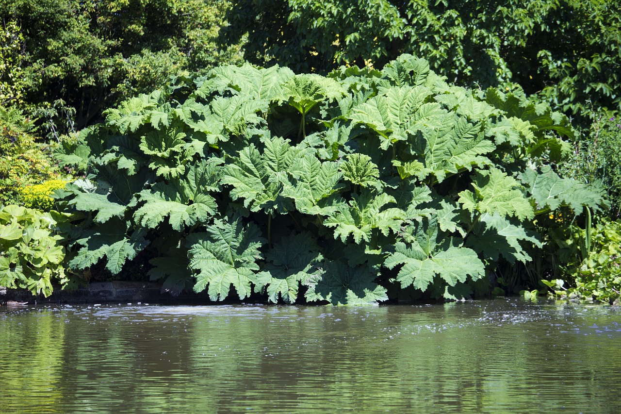 Gunnera Gunneraceae, Didžiuliai Lapai, Žalias, Vandens Kraštas, Nemokamos Nuotraukos,  Nemokama Licenzija