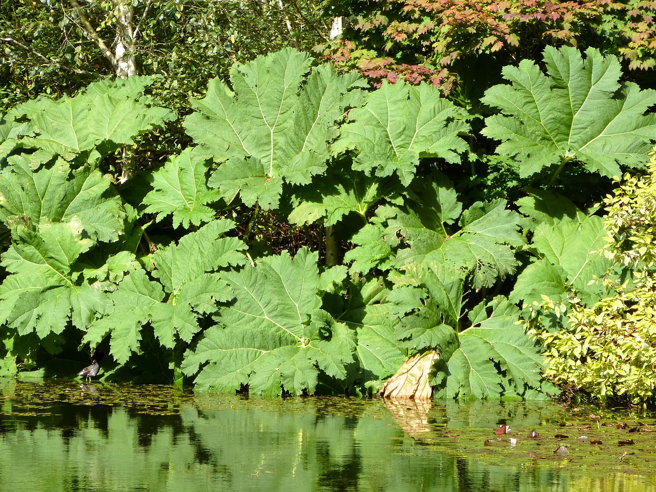 Gunnera Manikata Lapai, Didelis Lapelis, Augalas, Milžinas, Gunnera, Rabarbarai, Manicata, Didelis, Lapai, Egzotiškas