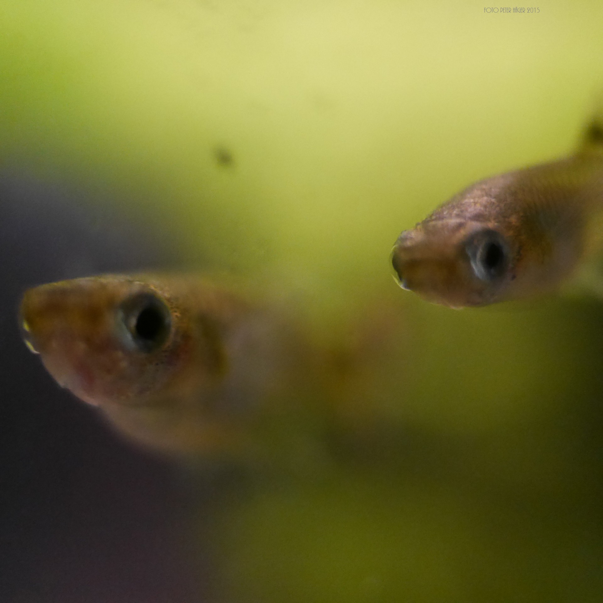 Poeciliidae,  Guppy Žuvis, Nemokamos Nuotraukos,  Nemokama Licenzija