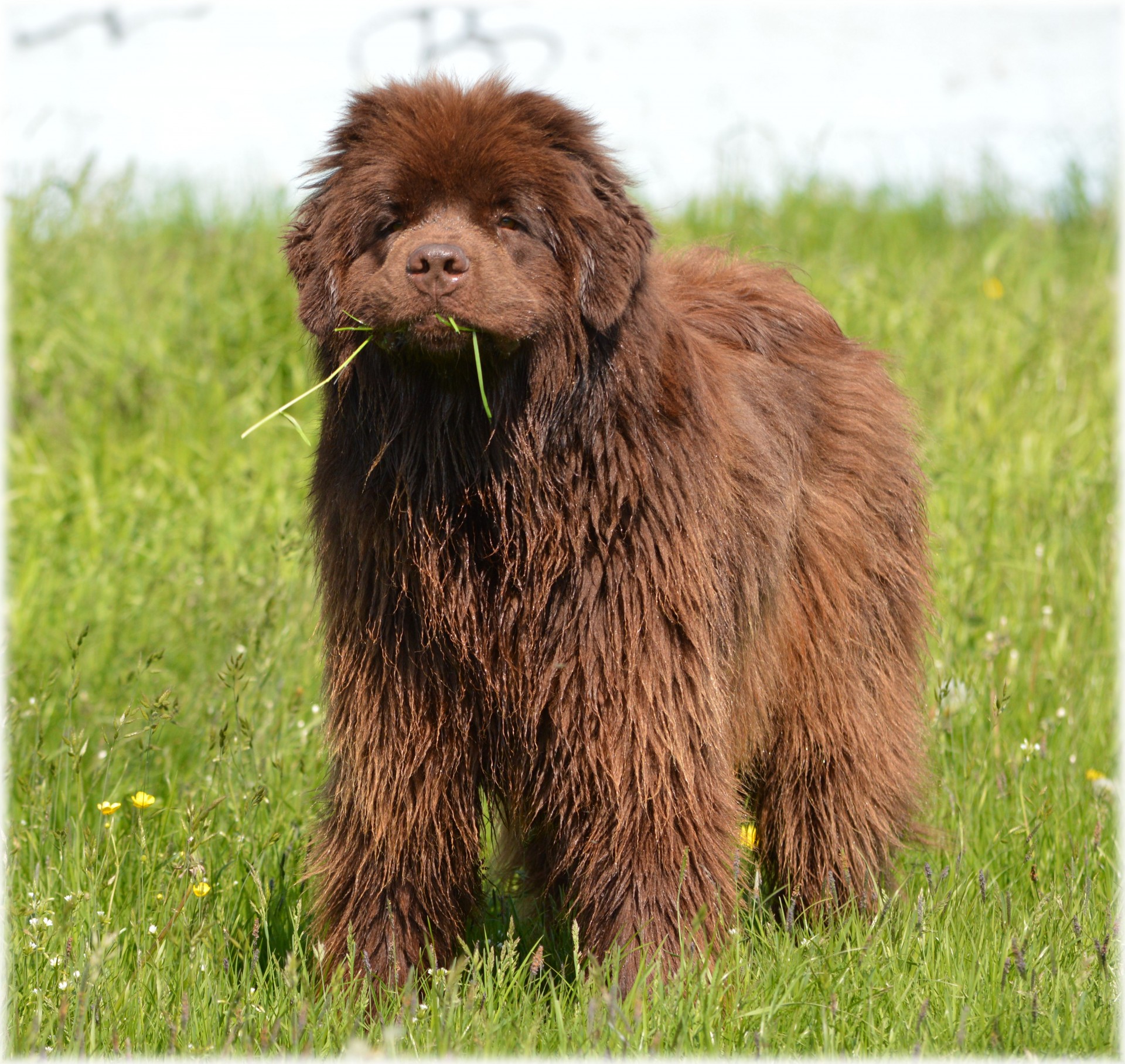 Newfoundland,  Šuo,  Naminis Gyvūnėlis,  Grynakraujis,  Šunys,  Guus Ir Vyras 4, Nemokamos Nuotraukos,  Nemokama Licenzija