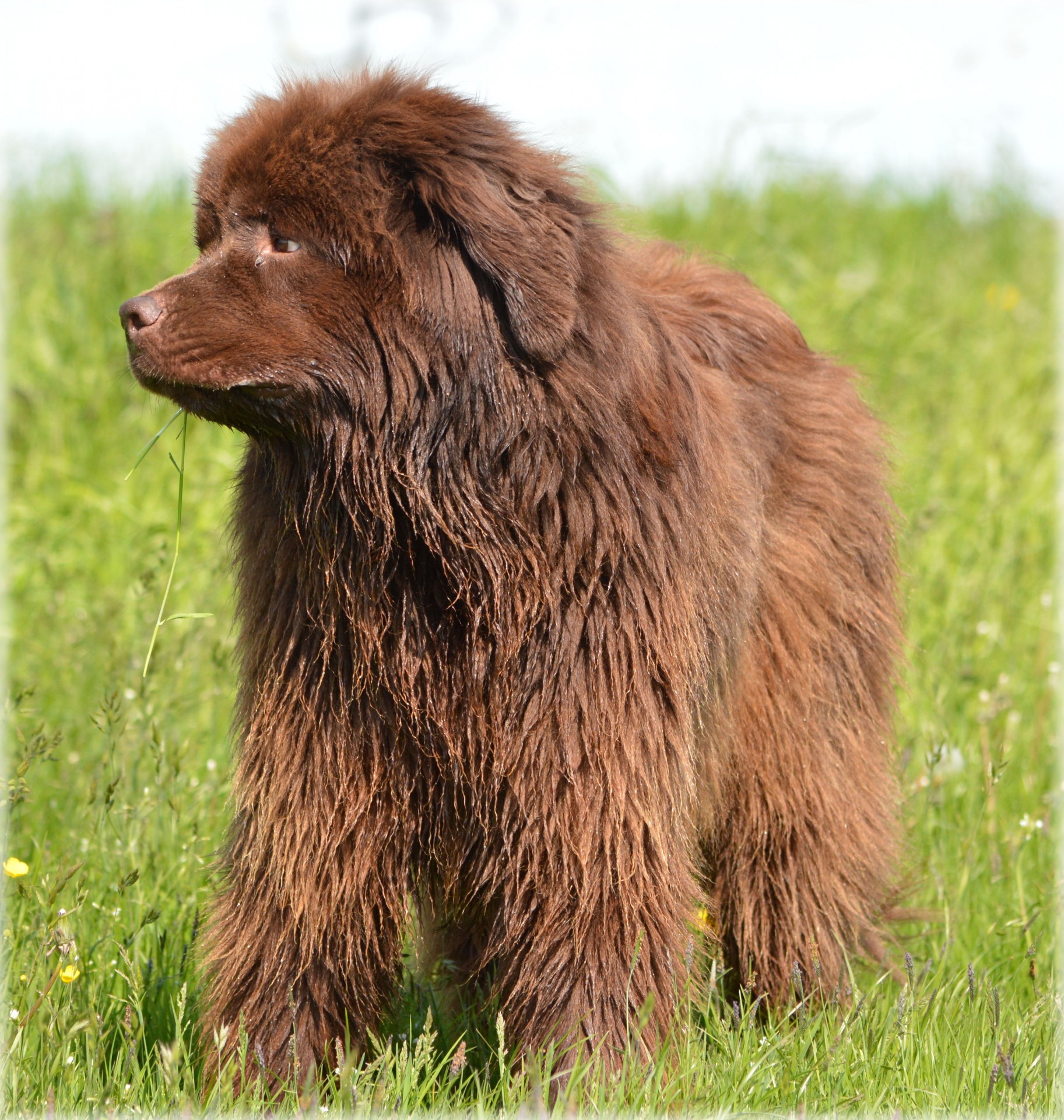 Newfoundland,  Šuo,  Naminis Gyvūnėlis,  Grynakraujis,  Šunys,  Guus Ir Vyras 5, Nemokamos Nuotraukos,  Nemokama Licenzija