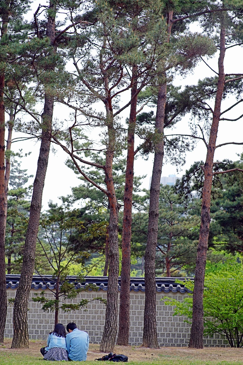 Gyeongbok Rūmai,  Mėgėjai,  Gamta,  Pora,  Pertrauka,  Peizažas, Nemokamos Nuotraukos,  Nemokama Licenzija
