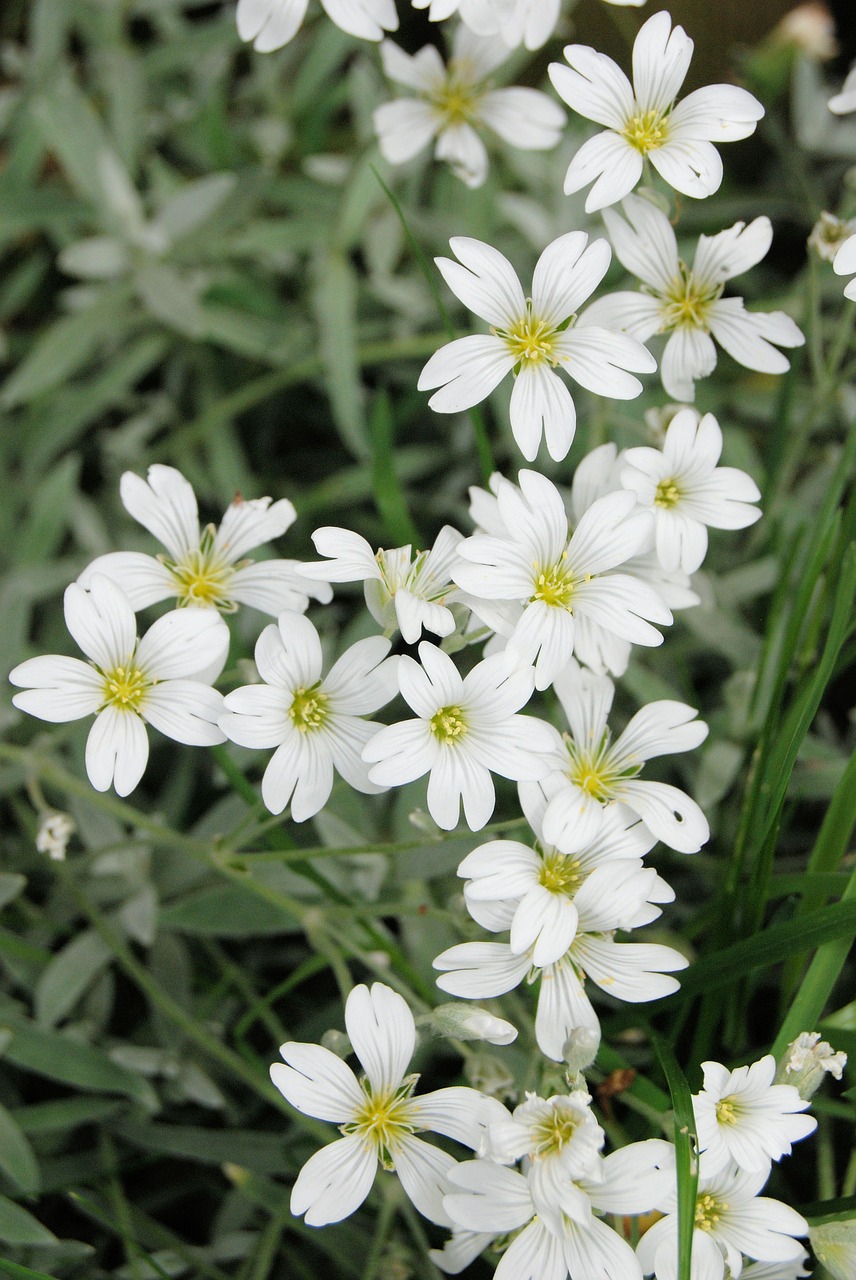 Gypsophila, Balta, Gėlė, Žydi, Nemokamos Nuotraukos,  Nemokama Licenzija