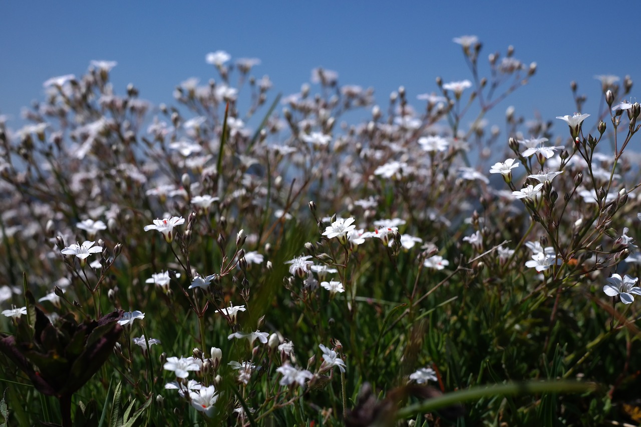 Gypsophila Repens, Augalas, Gėlė, Žiedas, Žydėti, Balta, Nykštukas Pliušinis Žolė, Gvazdikų Šeima, Caryophyllaceae, Kalkakmenio Alpės