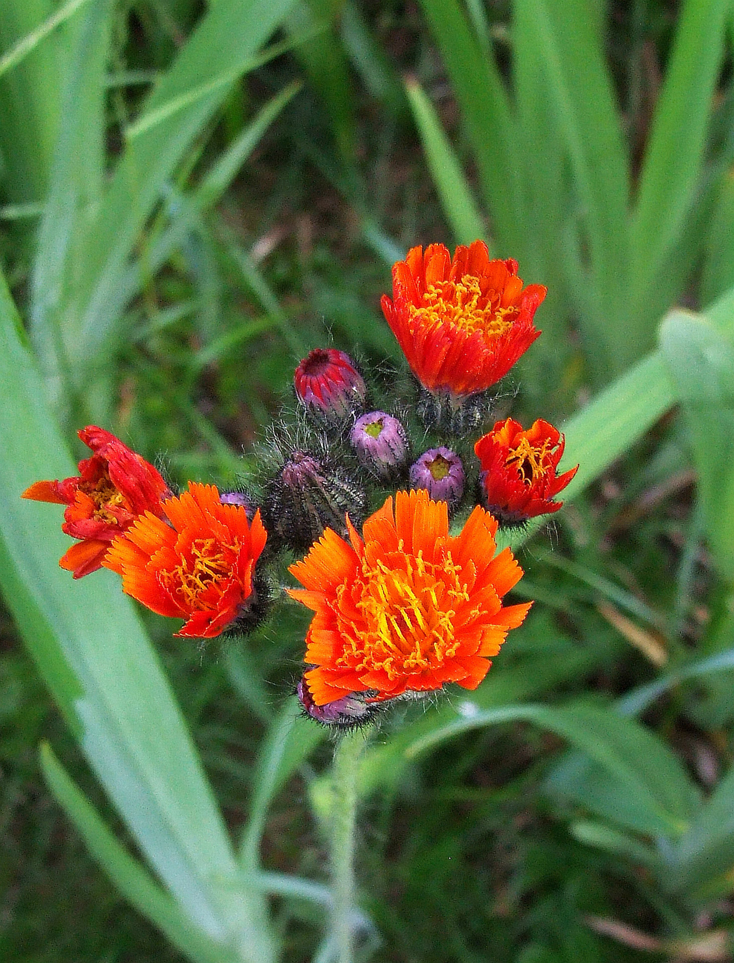 Hieracium,  Žolė,  Raudona & Nbsp,  Gėlė,  Makro,  Drugelis & Nbsp,  Gėlė,  Hawkweed, Nemokamos Nuotraukos,  Nemokama Licenzija