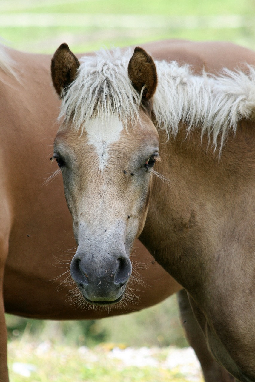 Haflinger, Arklys, Kumeliukas, Arkliai, Asilas, Rudasis Ūgis, Gyvūnas, Augintiniai, Nemokamos Nuotraukos,  Nemokama Licenzija