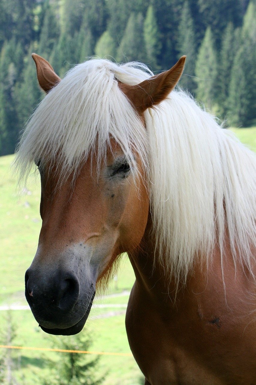 Haflinger, Arklys, Gyvūnas, Augintiniai, Nemokamos Nuotraukos,  Nemokama Licenzija