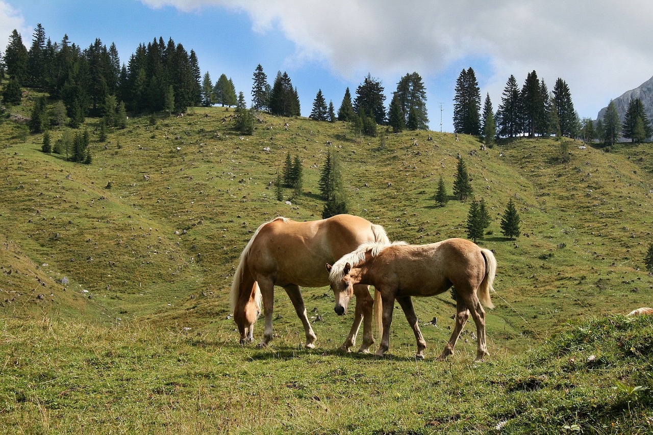 Haflinger, Arklys, Gyvūnas, Augintiniai, Valgyti, Naršyti, Kraštovaizdis, Nemokamos Nuotraukos,  Nemokama Licenzija