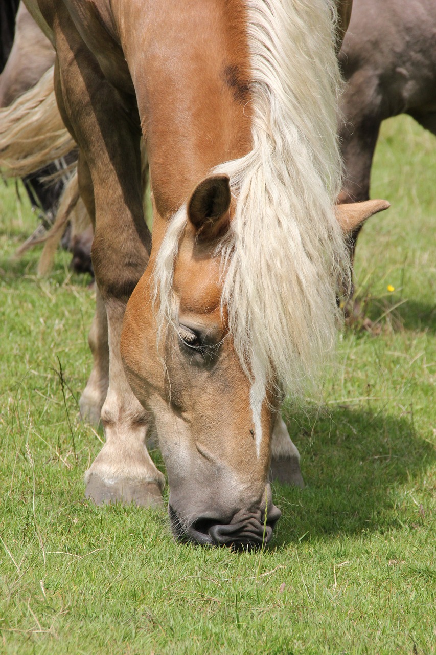 Haflinger, Ganyti, Arklio Galva, Pieva, Žolė, Nemokamos Nuotraukos,  Nemokama Licenzija