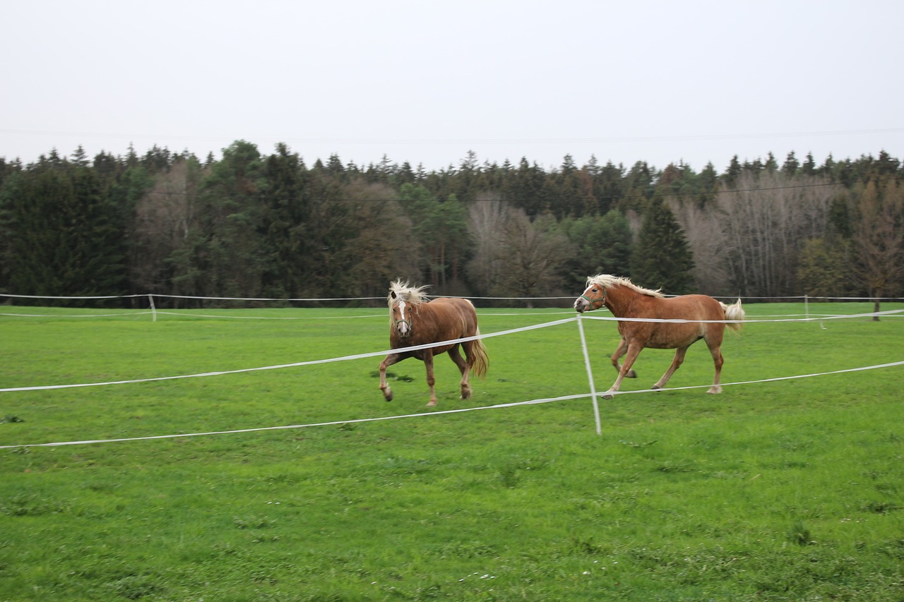 Haflinger, Laukiniai, Arkliai, Ganykla, Gamta, Žiurkė, Jungtis, Arklių Pieva, Šokti, Paleisti