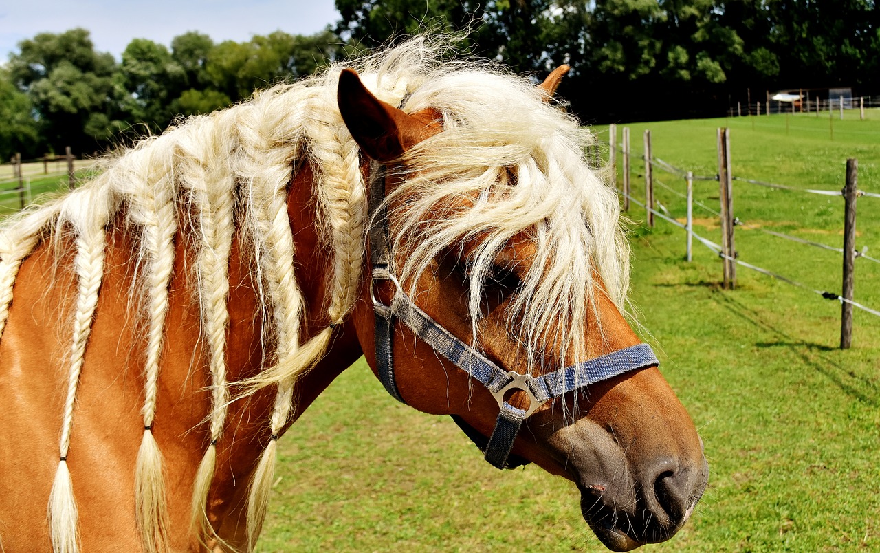 Haflinger, Arklys, Žiurkė, Pferdeportrait, Gamta, Laukinės Gamtos Fotografija, Jungtis, Ponis, Gyvūnas, Arklio Galva