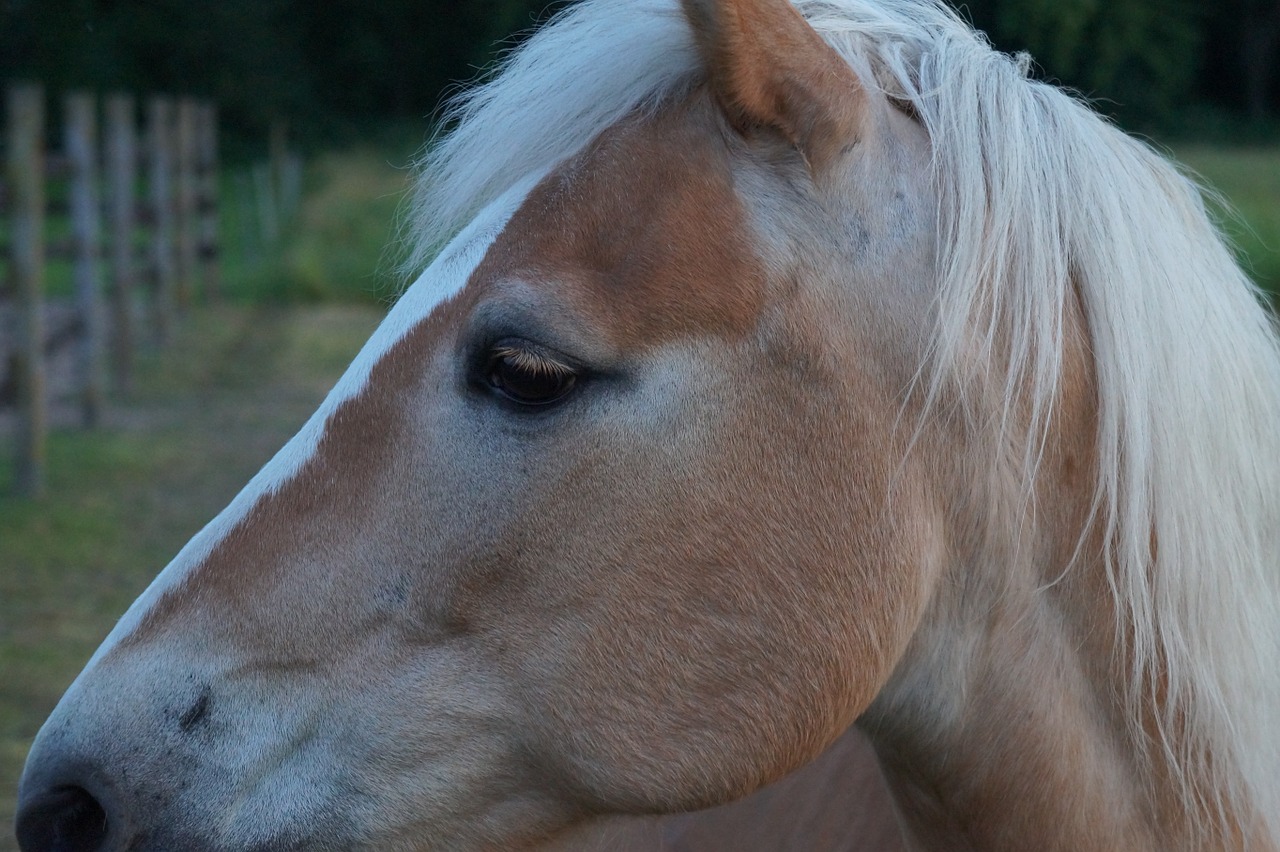 Haflinger, Arkliai, Ponis, Nemokamos Nuotraukos,  Nemokama Licenzija