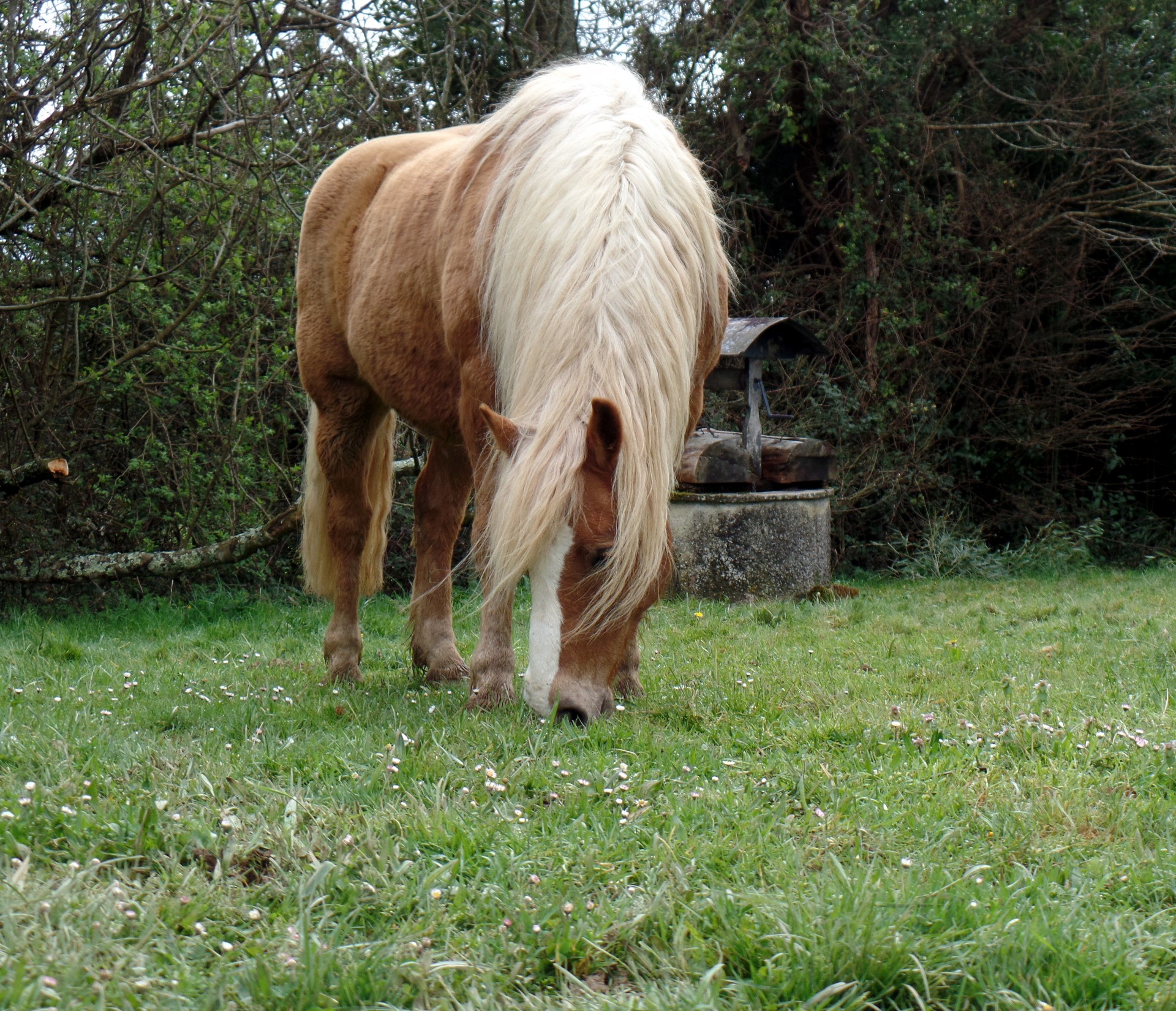 Haflinger,  Laukas,  Ganymas,  Kaimas,  Ponis,  Balta & Nbsp,  Mana,  Žalia Žolė,  Haflinger Ponis, Nemokamos Nuotraukos