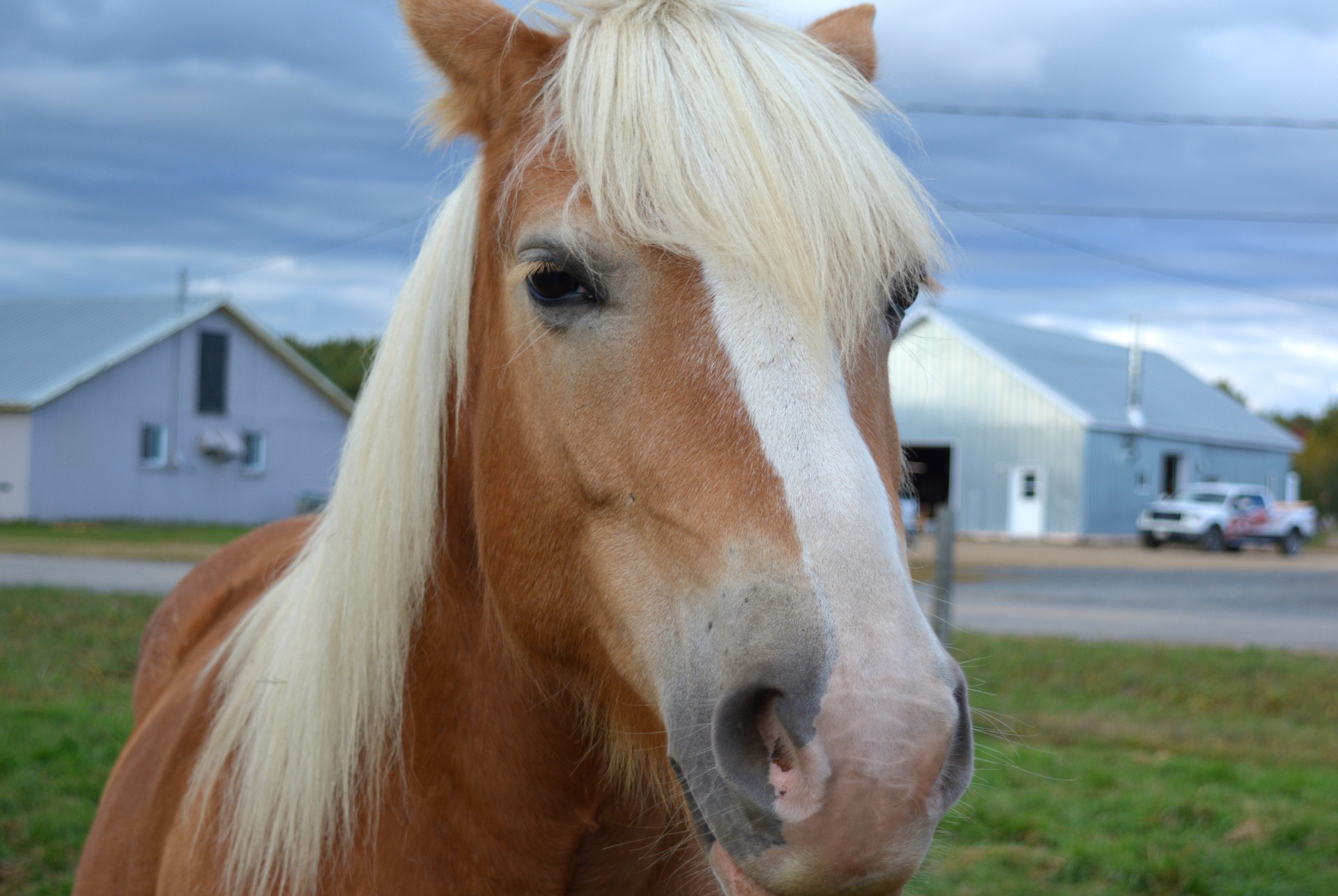 Arklys,  Arkliai,  Arklys,  Jodinėjimas,  Lygtys,  Haflinger,  Portretas,  Haflinger, Nemokamos Nuotraukos,  Nemokama Licenzija