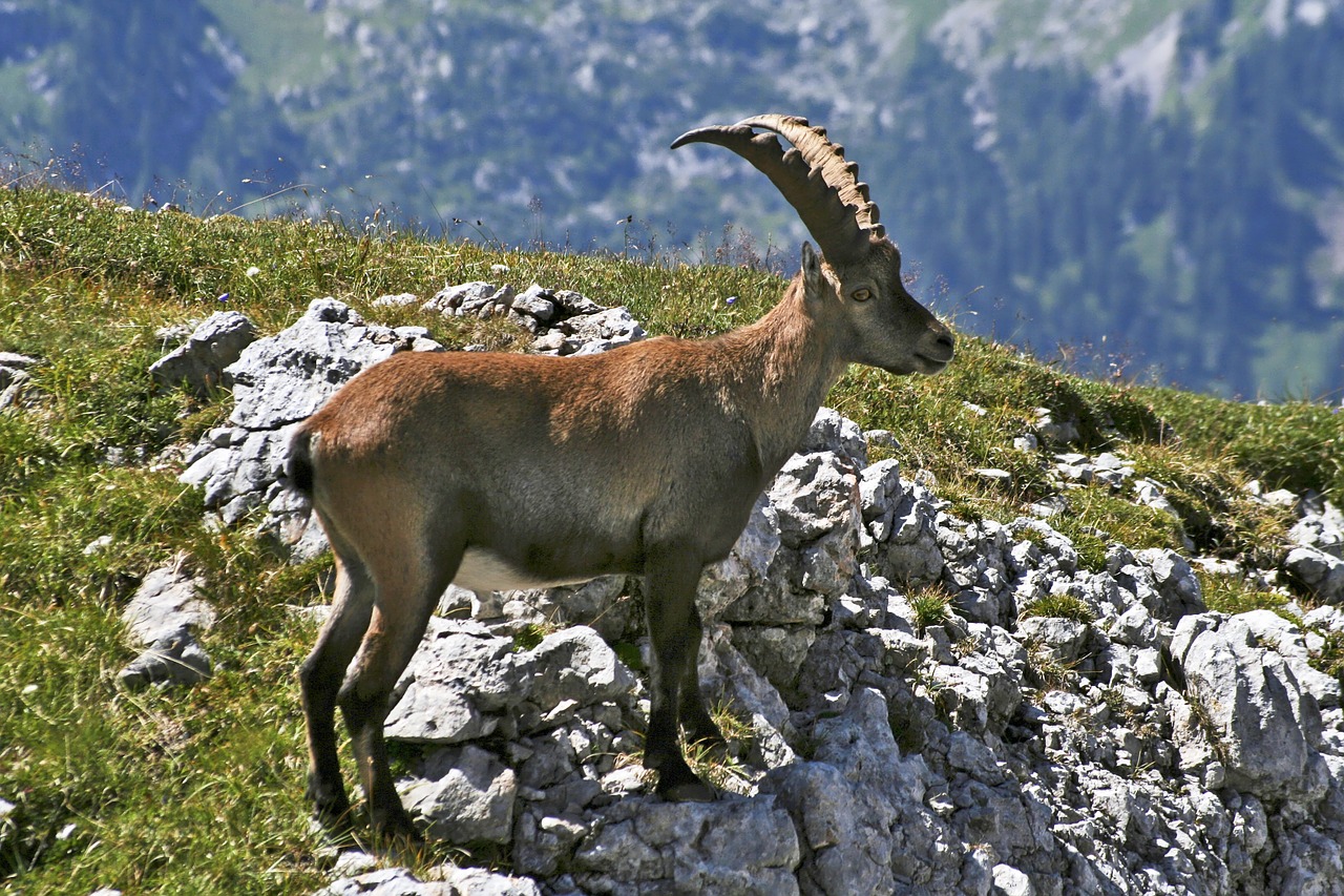 Hagengebirge, Kazkas, Alpių Gyvūnai, Alpine Ibex, Ragai, Gyvūnas, Alpių, Rokas, Kalnai, Žinduolis