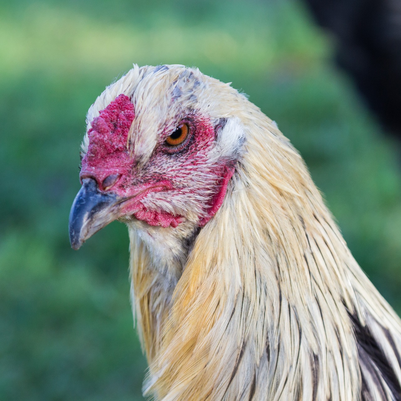 Vištiena, Veislinė Vištiena, Paukštis, Žemdirbystė, Sąskaitą, Naminiai Paukščiai, Ūkis, Gyvulininkystė, Gyvūnas, Laukinės Gamtos Fotografija