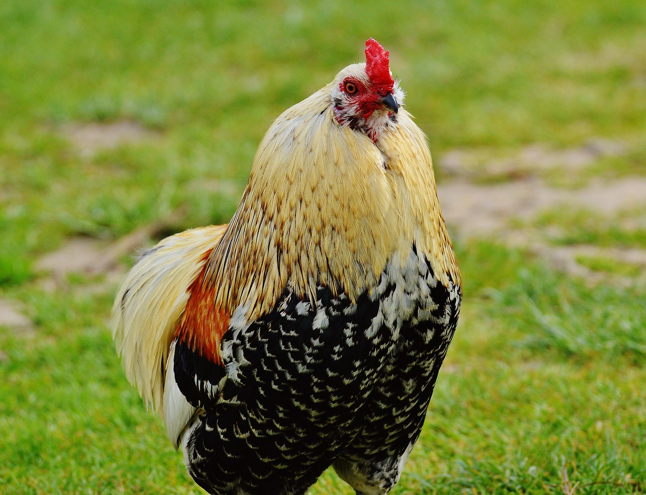 Hahn, Laukinių Parkų Girtavimas, Pasididžiavimas, Sąskaitą, Gražus, Plunksna, Gamta, Naminiai Paukščiai, Paukštis, Nemokamos Nuotraukos