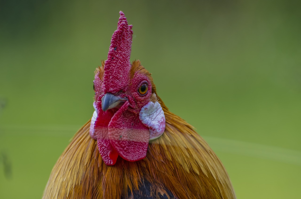 Hahn, Gyvūnų Portretas, Plunksna, Naminiai Paukščiai, Laukinės Gamtos Fotografija, Sąskaitą, Pavasario Suknelė, Šukos Dantis, Cockscomb, Gokelis