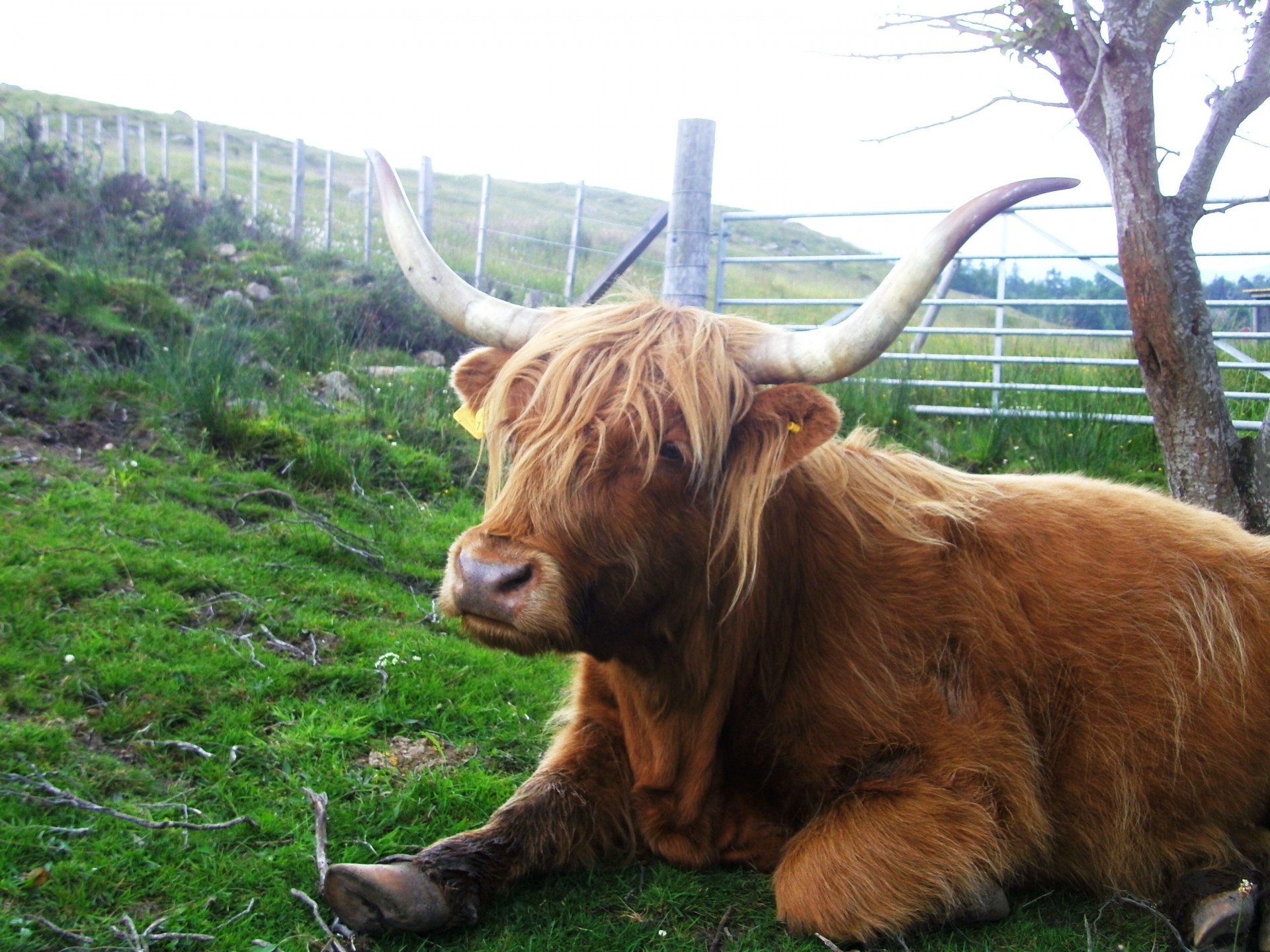 Škotija,  Škotų,  Highland,  Highlands,  Highlander,  Galvijai,  Bulius,  Veislė,  Gyvūnas,  Vaiduoklis