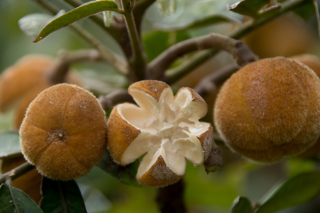 Plaukuotas Raudonmedis, Dysoxylum Rufum, Medis, Vaisiai, Sėklos, Ankštiniai, Lapai, Tekstūra, Rusvas, Oranžinė