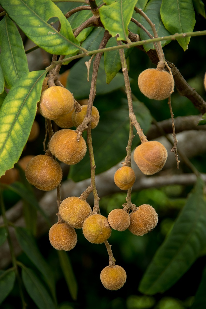 Plaukuotas Raudonmedis, Dysoxylum Rufum, Medis, Vaisiai, Sėklos, Ankštiniai, Rusvas, Oranžinė, Atogrąžų Miškai, Subtropinis