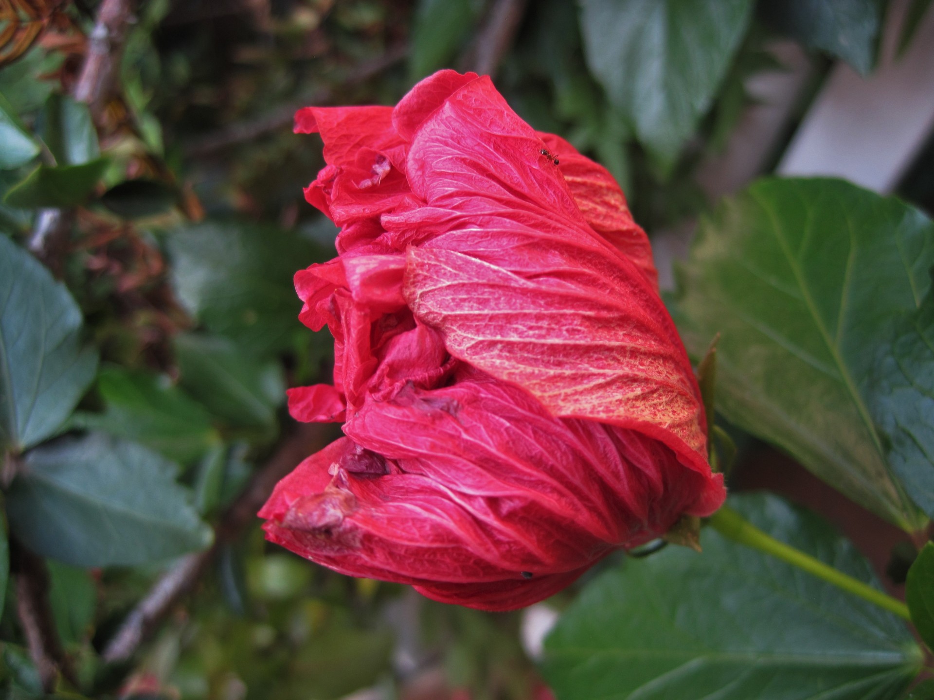 Gėlė,  Hibiscus,  Rožinis,  Šviesus,  Pusė & Nbsp,  Atidaryti,  Pusiau Atviras Rožinis Hibiscus, Nemokamos Nuotraukos,  Nemokama Licenzija