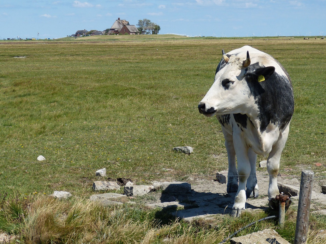 Hallig,  Hooge,  Terp,  Fryzija,  Šiaurės Jūra,  Kraštovaizdis,  Nordfriesland,  Meadow,  Sala,  Pobūdį