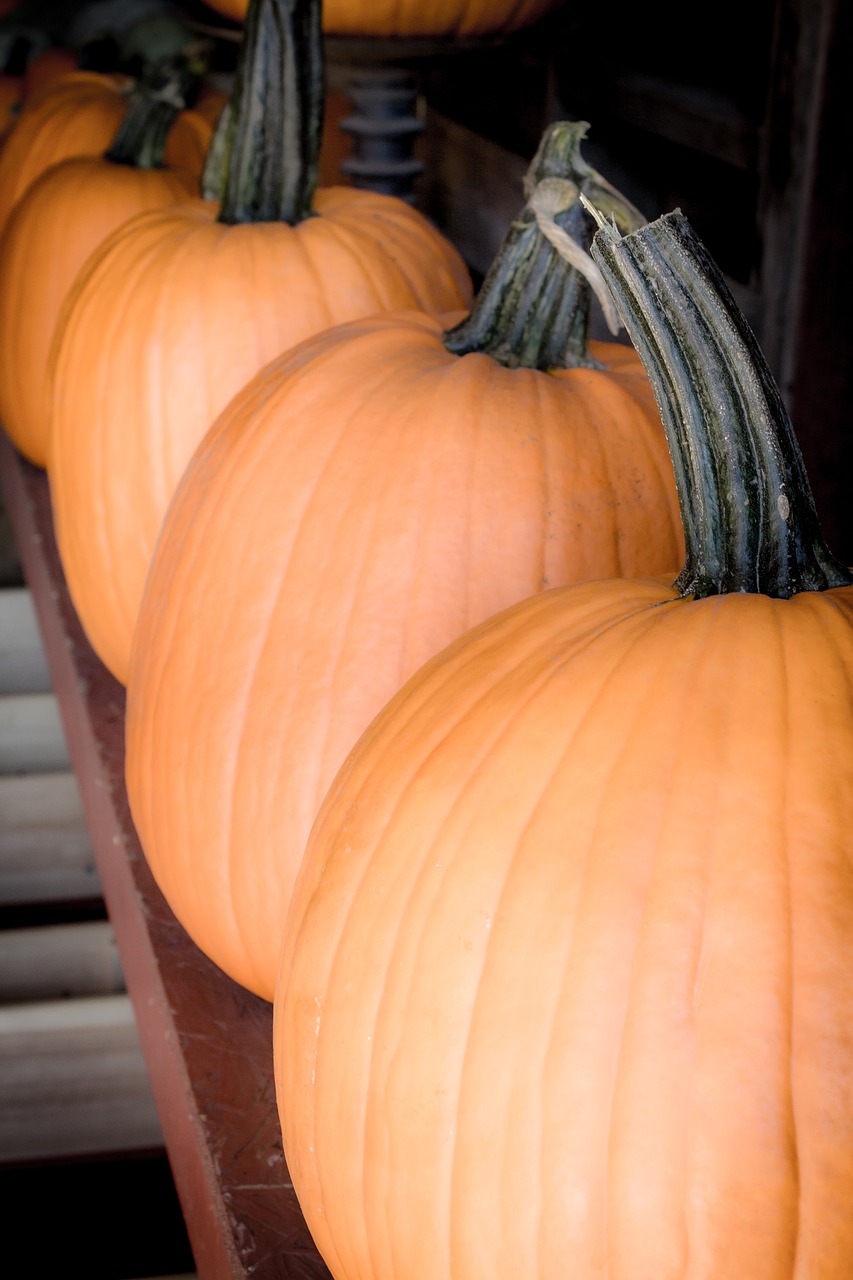 Halloween, Moliūgai, Ruduo, Kritimas, Oranžinė, Spalio Mėn, Derlius, Helovyno Moliūgai, Šventė, Sezonas