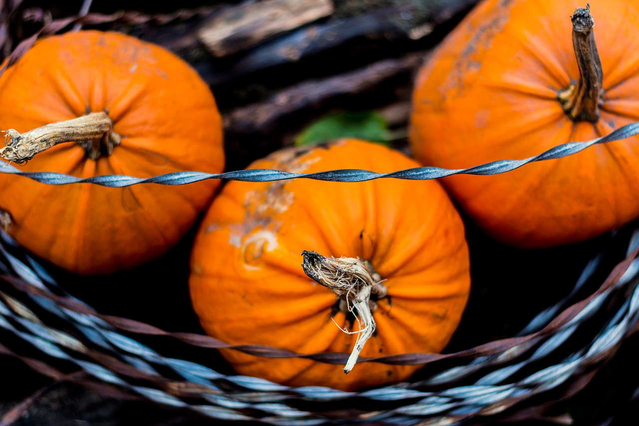 Halloween, Ruduo, Moliūgas, Spygliuota Viela, Nemokamos Nuotraukos,  Nemokama Licenzija