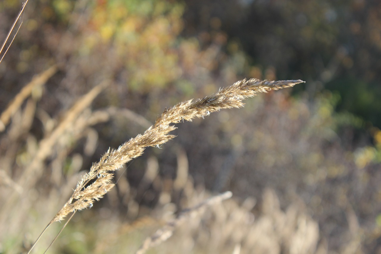 Halem, Žolė, Pieva, Uždaryti, Ruduo, Augalas, Neryškus, Flora, Sausas, Nemokamos Nuotraukos