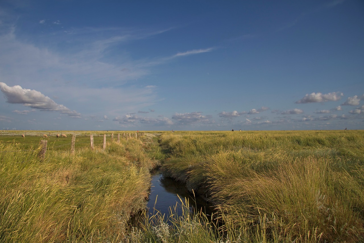 Hamburger Hallig, Wadden Jūra, Šiaurės Jūra, Druskos Pievos, Kranto, Hallig, Nacionalinis Parkas, Nordfriesland, Nemokamos Nuotraukos,  Nemokama Licenzija