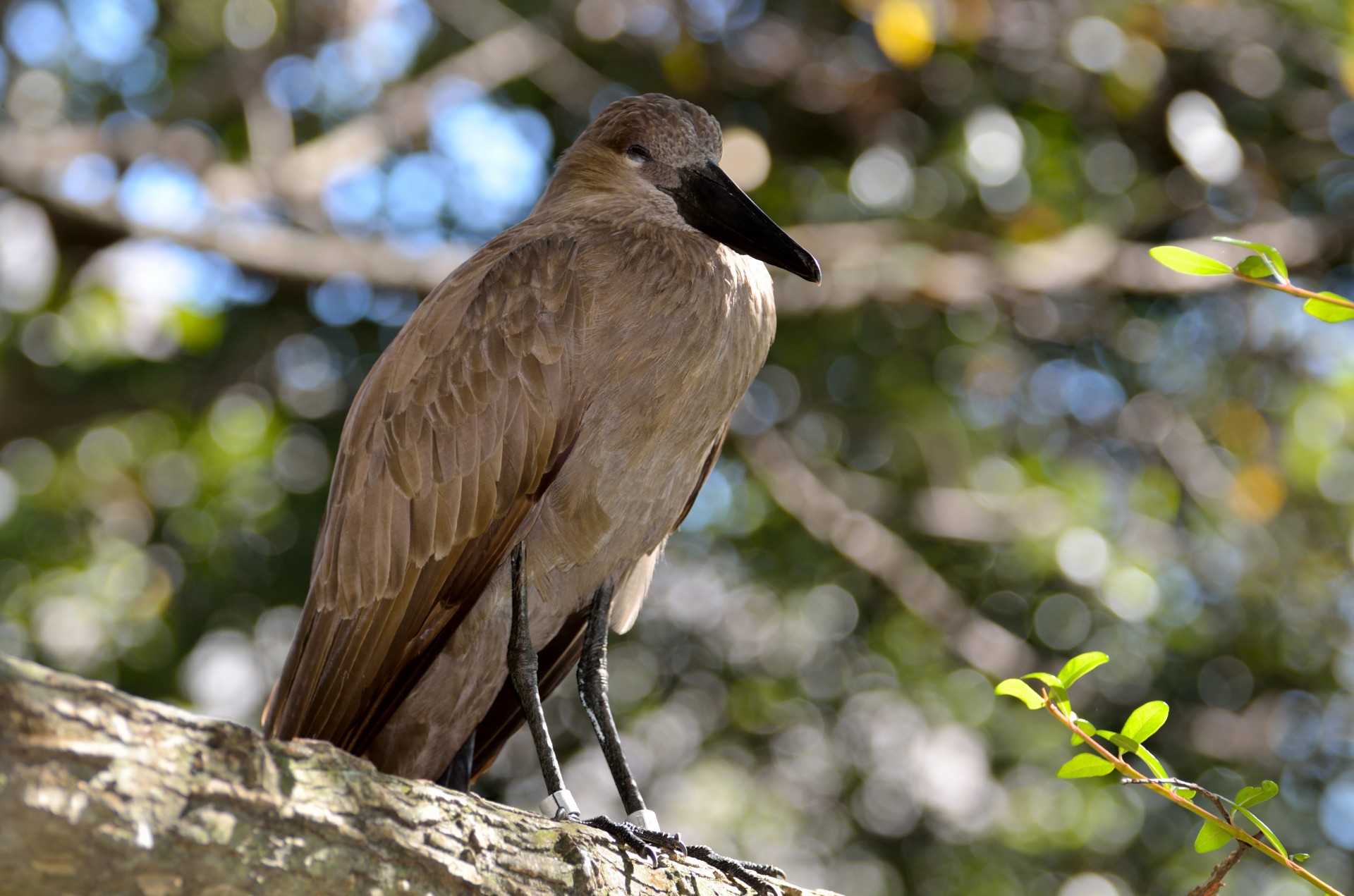 Paukštis,  Hamerkop,  Scopus,  Afrika,  Laukinė Gamta,  Gamta,  Gyvūnas,  Laukiniai,  Apvalkalas,  Gandras