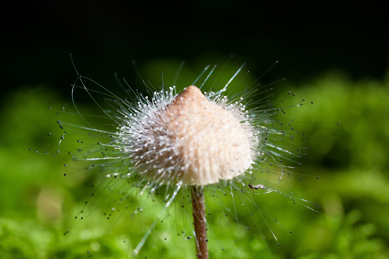 Hamidas, Mycena, Grybų Gentis, Vaismedžiai, Mažas, Siūlai, Jūrų Grybai, Zygomycota, Ant Kamo, Jungos Kaip Struktūros