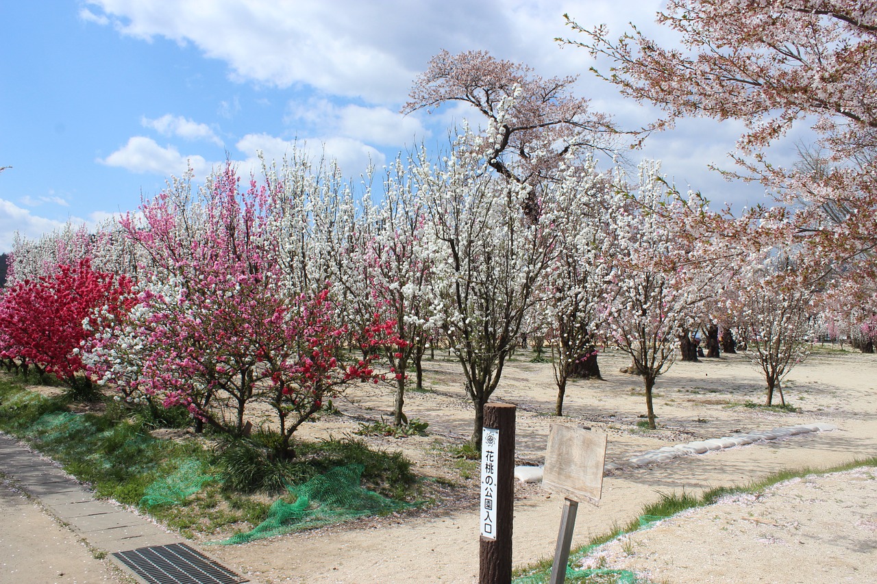 Hanamo Parkas, Iizaka, Iizaka Karštas Pavasaris, Fukušima, Nemokamos Nuotraukos,  Nemokama Licenzija