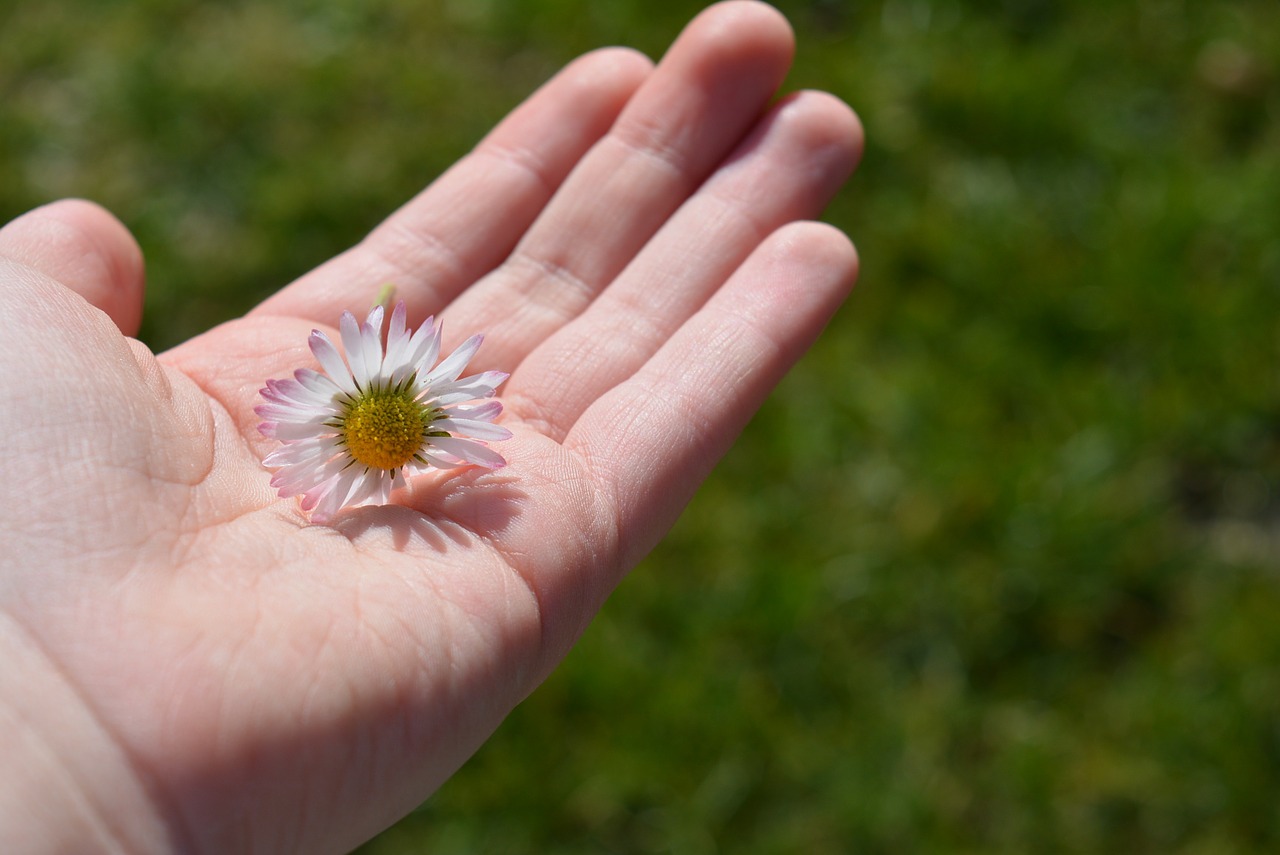 Ranka, Daisy, Pasitenkinimas, Balta, Žiedas, Žydėti, Laikyti, Nemokamos Nuotraukos,  Nemokama Licenzija