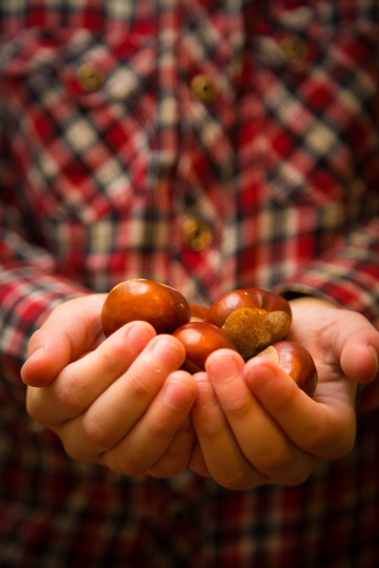 Aesculus,  Ruduo,  Barb,  Kalteras,  Ratukas,  Kaštonas,  Conkers,  Cusp,  Kritimas,  Miškas