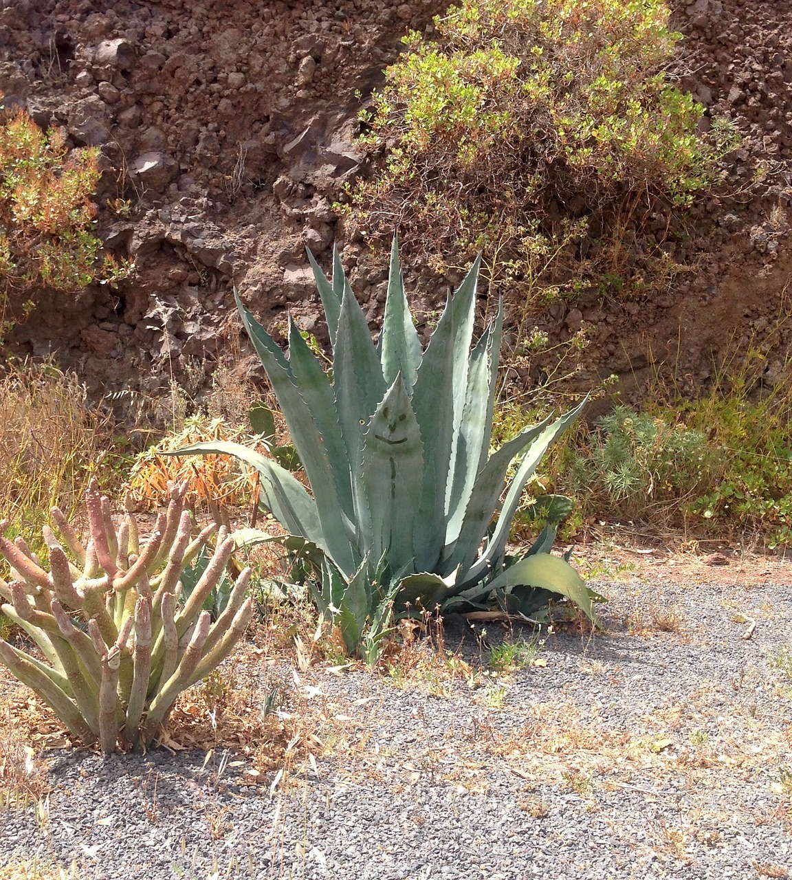 Laimingas Kaktusas, Aloe, Juokinga, Nemokamos Nuotraukos,  Nemokama Licenzija
