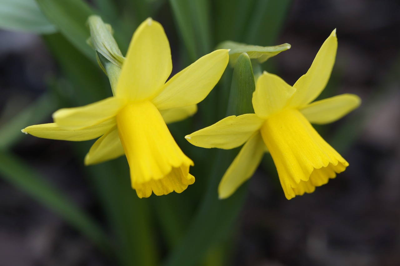 Linksmų Velykų, Osterglocken, Narcizai, Geltona, Geltonos Gėlės, Gėlės, Pavasaris, Velykos, Narcissus Pseudonarcissus, Augalas