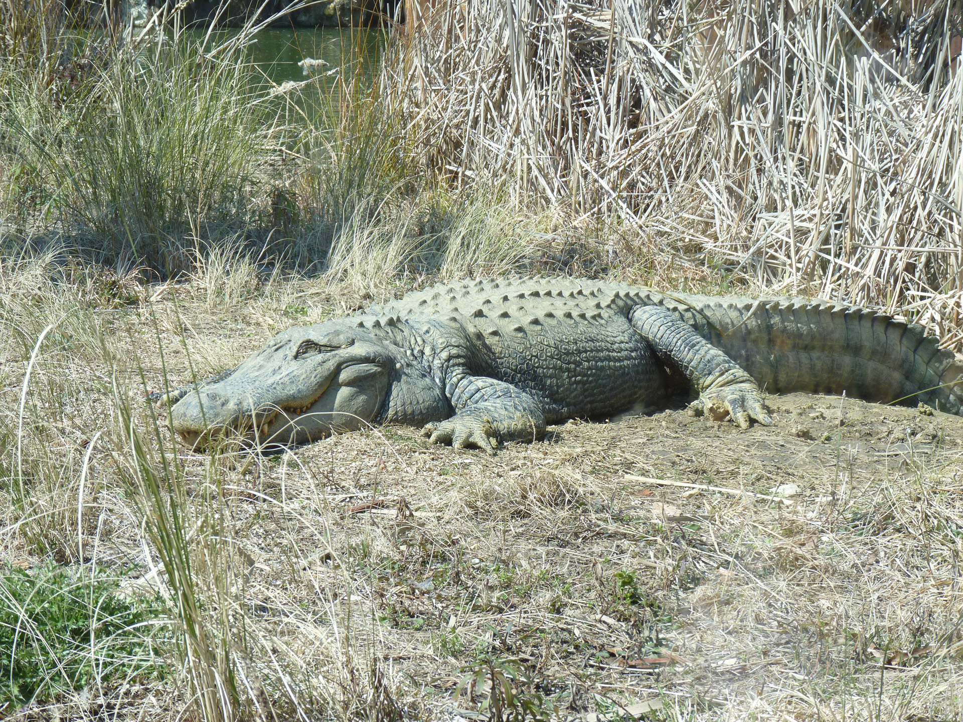 Laimingas,  Aligatorius,  Žolė,  Saulė & Nbsp,  Pirtis,  Diena,  Laimingas Gatoras, Nemokamos Nuotraukos,  Nemokama Licenzija