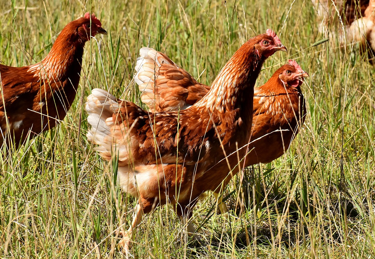 Laimingas Vištas,  Lauko,  Naminių Paukščių,  Plunksnos,  Plunksna,  Fermos Gyvūnas,  Gyvūnijos Pasaulyje,  Gyvūnų Fotografijos, Nemokamos Nuotraukos,  Nemokama Licenzija