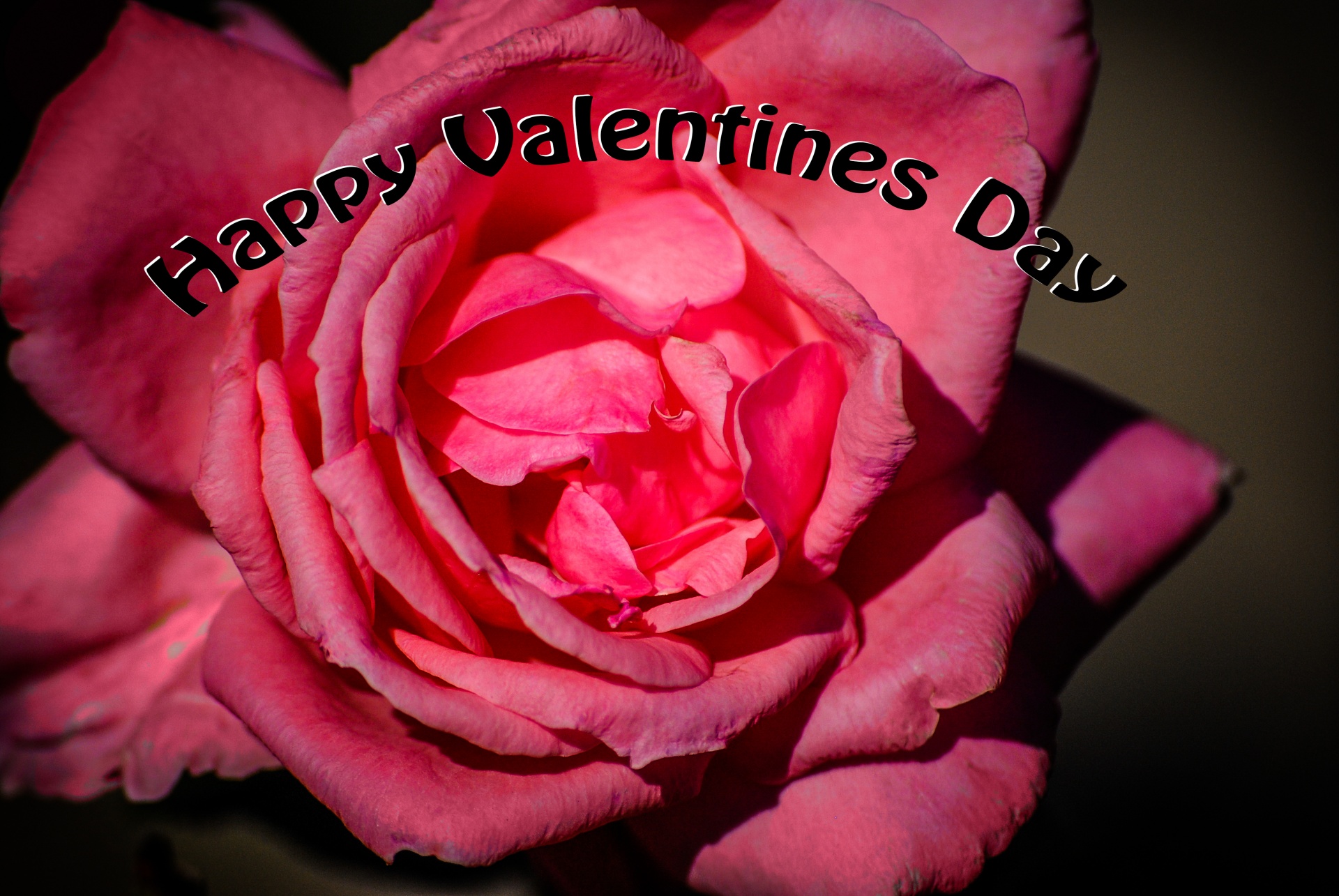 Valentine,  Rožė,  Rožinis,  Tipo,  Laimingos Valentino Dienos, Nemokamos Nuotraukos,  Nemokama Licenzija