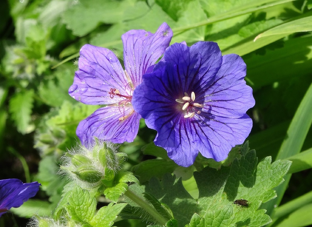 Hardy Geranium, Gėlė, Sodas, Augalas, Violetinė, Žiedas, Nemokamos Nuotraukos,  Nemokama Licenzija