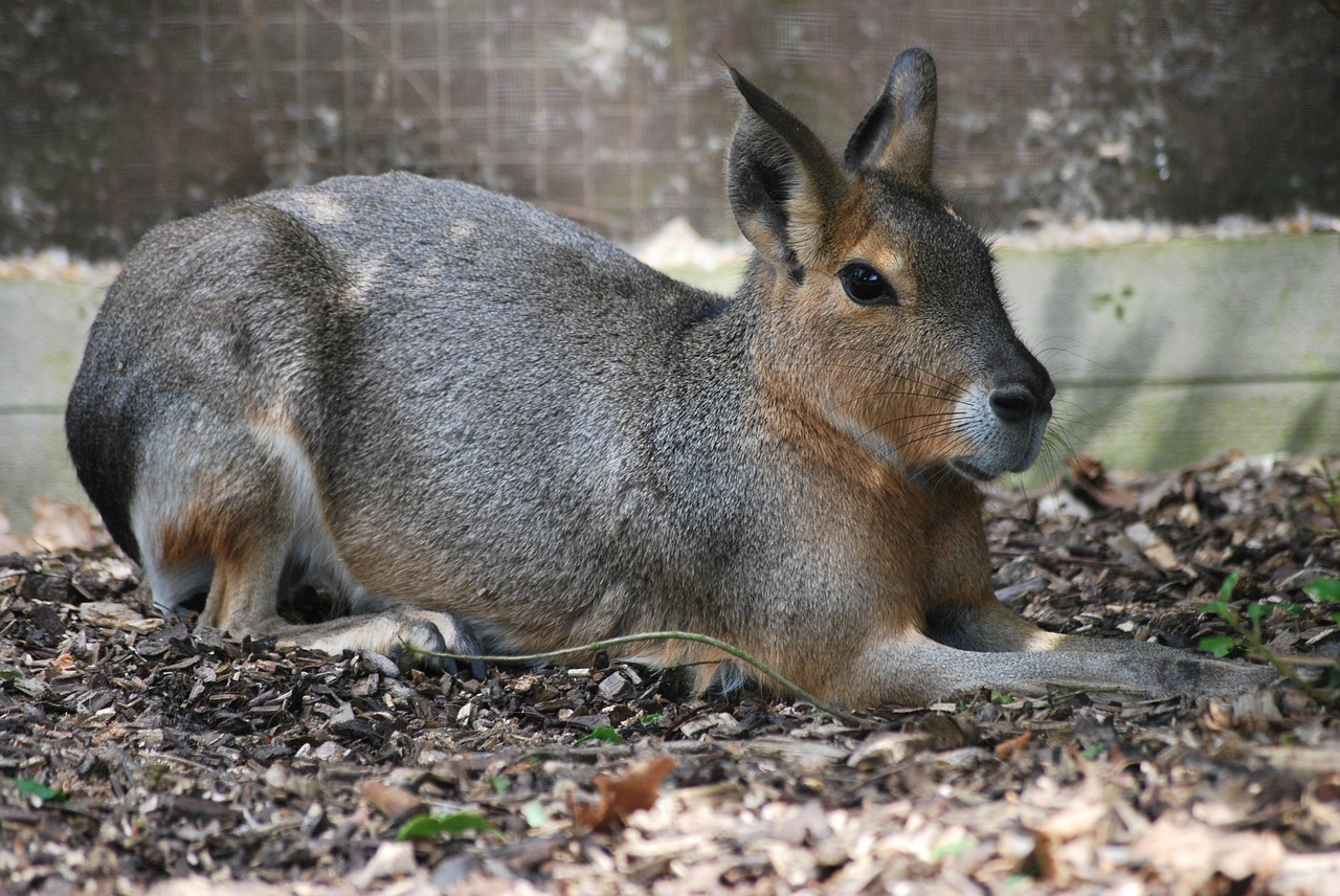 Kiškis, Gyvūnas, Laukinė Gamta, Triušis, Capybara, Gamta, Laukiniai, Mielas, Zuikis, Miškas