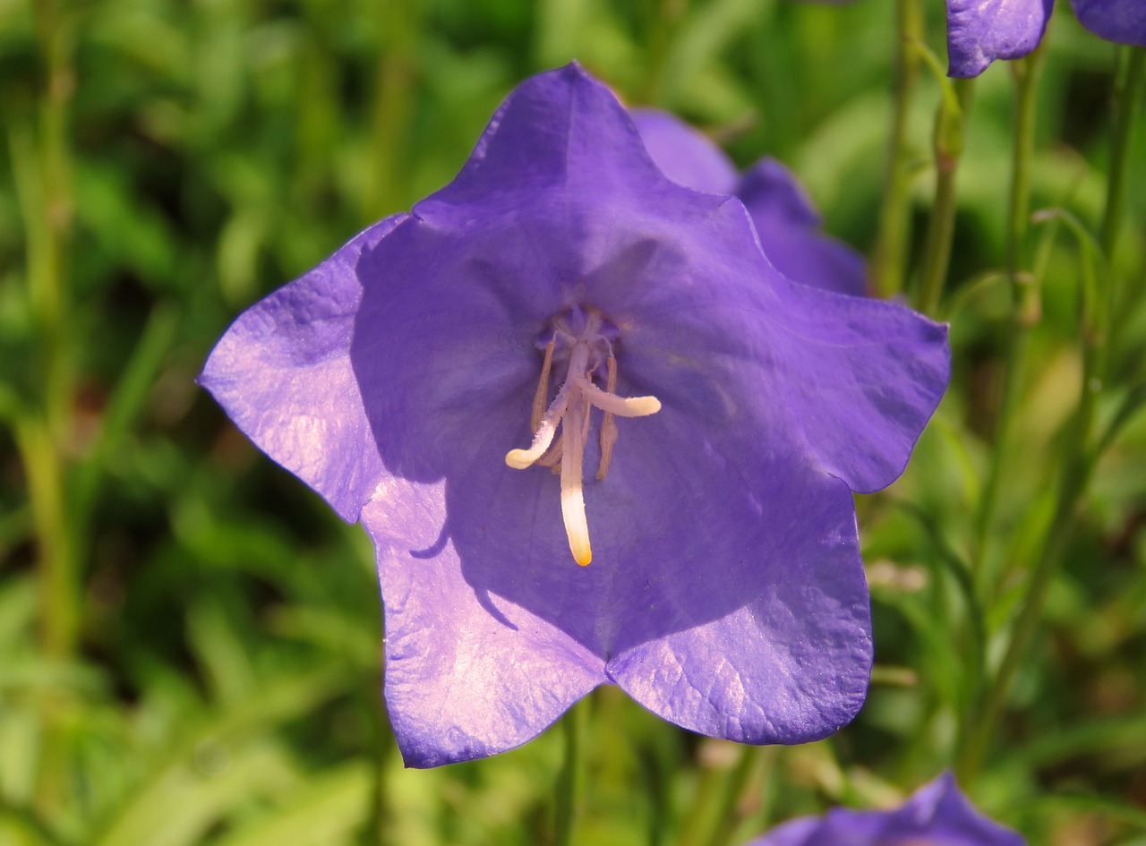 Harebell, Purpurinė Gėlė, Violetinė, Gėlė, Nemokamos Nuotraukos,  Nemokama Licenzija