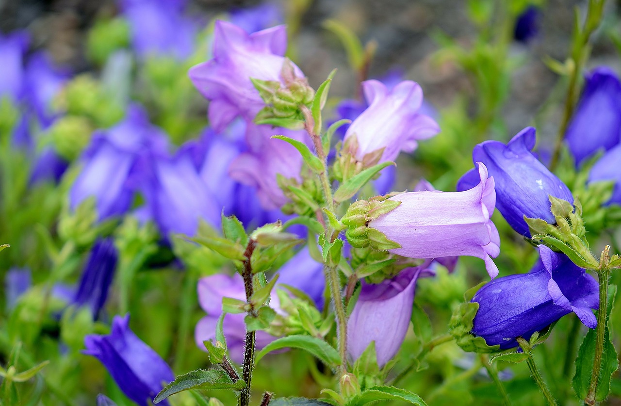 Harebells, Gėlė, Gamta, Makro, Raudona, Mėlynas, Geltona, Balta, Violetinė, Žalias